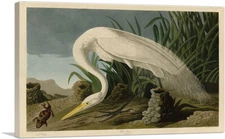 ARTCANVAS White Heron Canvas Art Print by John James Audubon