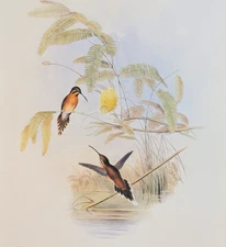 John Gould LONGUEMARE'S HERMIT Hummingbirds Vintage Art Print Bookplate 31