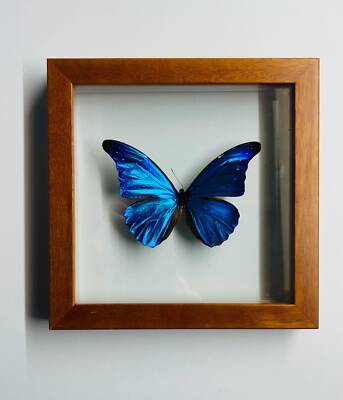 Blue Morpho Rhetanor Framed | eBay
