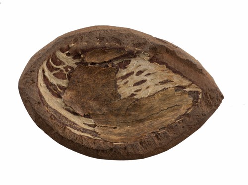 Grand Abbia Jeton de Jeu Cameroun Beti Zoomorphe Savane abia Art Africain 17014 - Picture 3 of 3