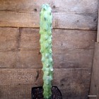 A5941 MYRTILLOCACTUS FUKUROKURIUZINBOKU pot14-H45-W7 cm MaMa Cactus