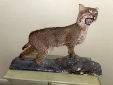 BEAUTIFUL TROPHY MOUNTED FEMALE BOBCAT