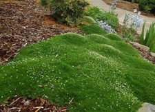 Irish Moss - Heirloom Seeds, Perennial Groundcover Seeds, Moss Seeds, 100 Pack