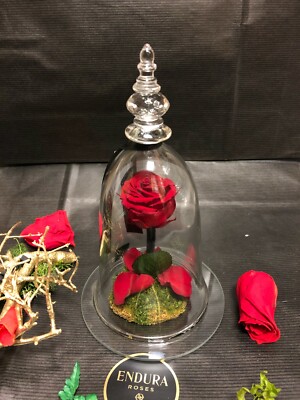 Belle Cherish von Endura Rosen 100% natürlich konserviert haltbar bis zum Leben