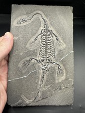 Fossil Keichousaurus - Keichousaurus Fossil Reptile Fossil Personally Prepped