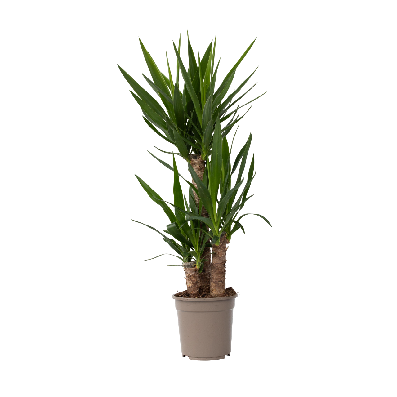 Tronchetto della felicità - Yucca elephantipes - Altezza 70-80cm - ⌀21cm