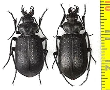 Carabidae, Calosoma (Caminara) denticolle 2 females A1, S. Ukraine