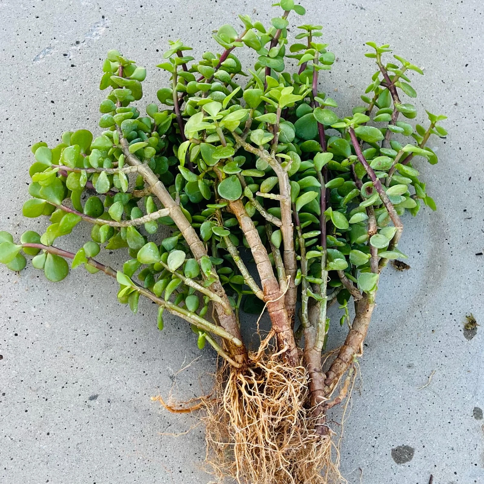 Portulacaria Afra Elephant Bush Rooted Plant 6 lots Good Luck Jade Tree Bonsai
Opens in a new window
