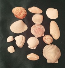 Lot of 14 Natural Shells Various Colors Crafts Decor 1"-3"
