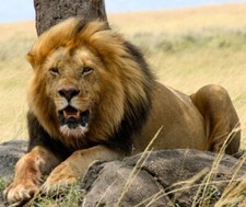 April 23 Balc 6 Row T Seats 1-2 The Lion King Orpheum Minneapolis