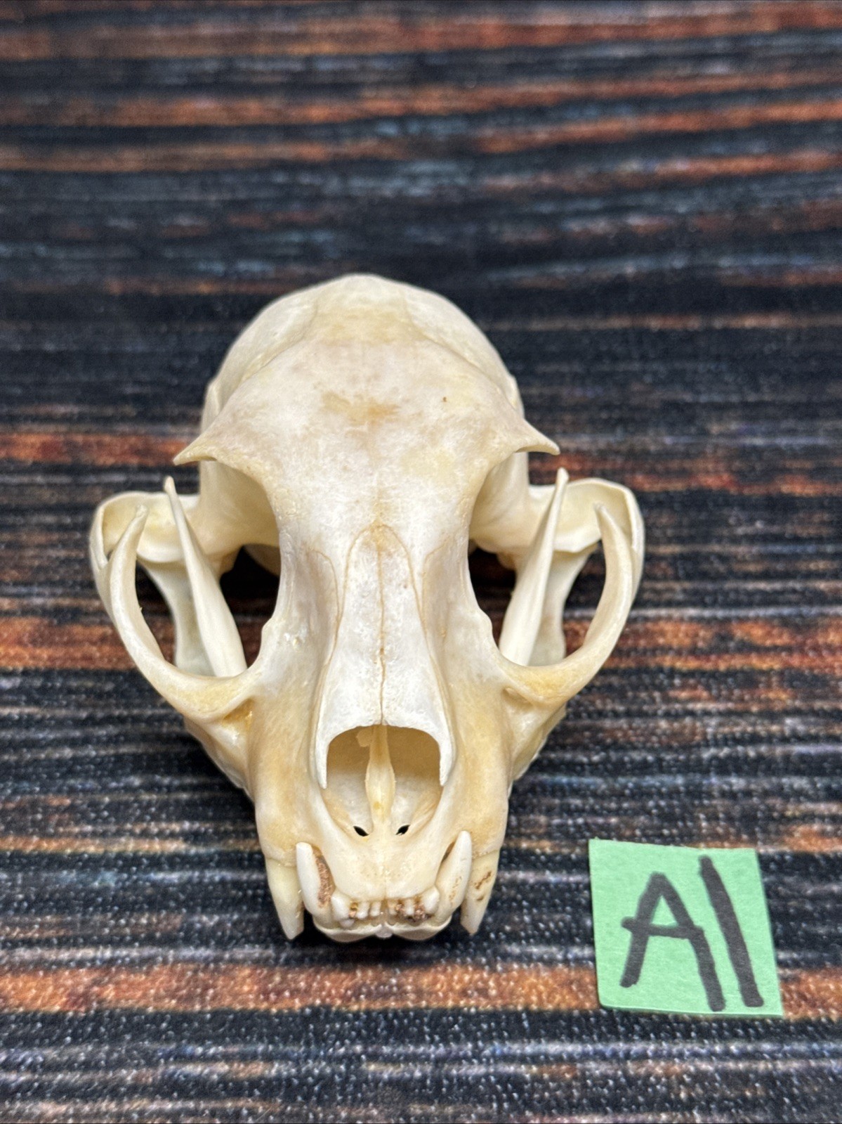 Real XL American Bobcat Skull Animal Mounts Christmas Gifts Man Cave Decor Craft