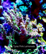 Tyree Pink Lemonade  3/4-1.5 inch Frag Acropora SPS Coral