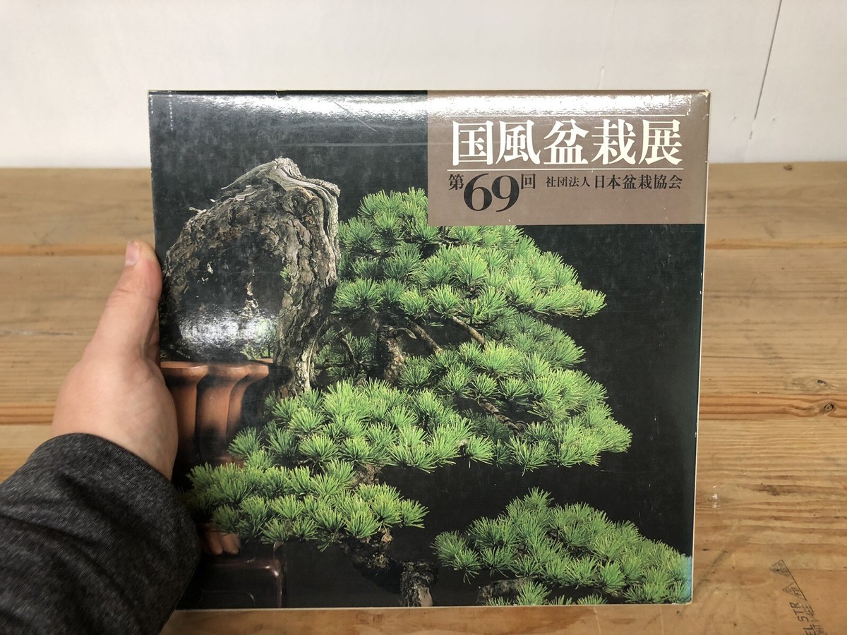 bonsai tree kit Bonsai Spruce Grow Kit