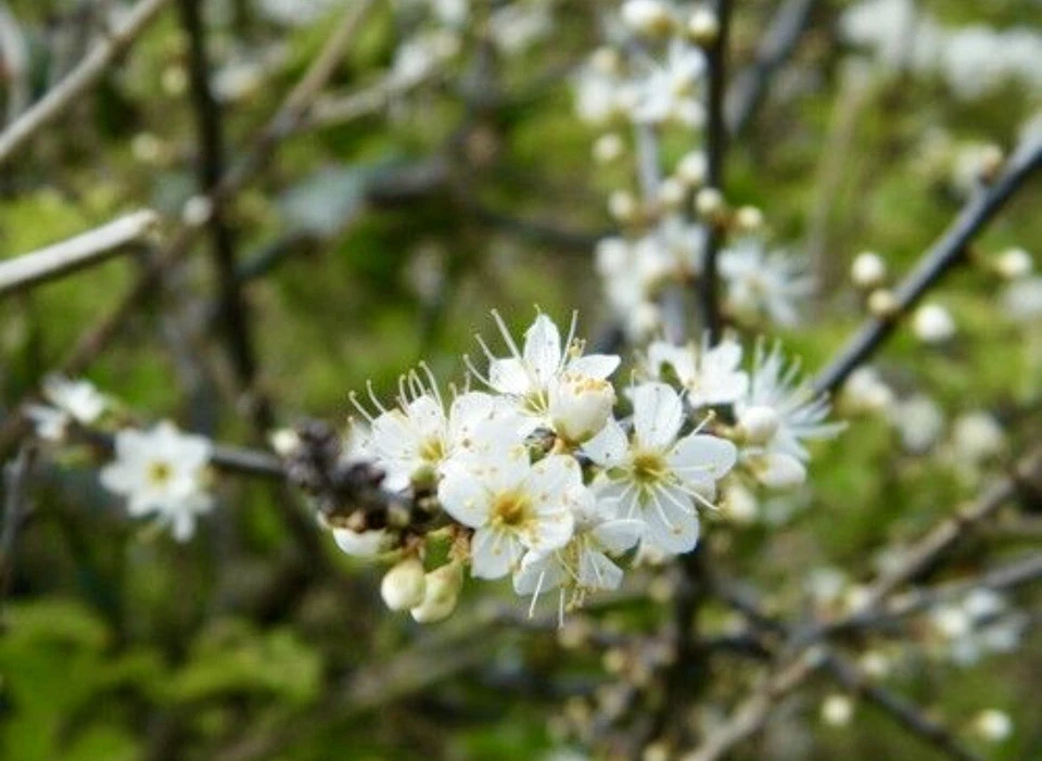 BLACKTHORN TREE CUTTINGS [Rooting/Grafting] - Image 3 of 3