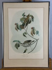 Original Audubon J. Bien Edition 1860 Chromolithograph Framed Bird Print Rare