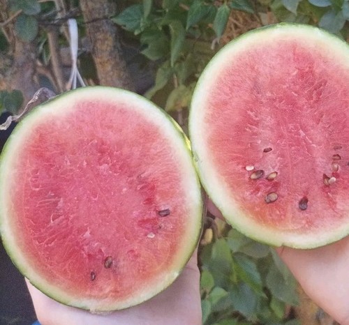 Wassermelone Sugar Baby 15 Samen -Citrullus lanatus Wassermelonensamen Samenfest - Bild 2 von 7
