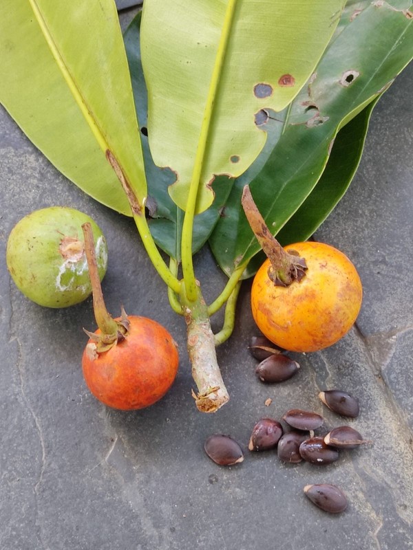 Manilkara elata