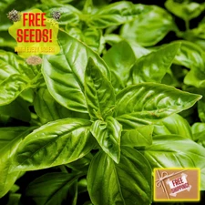 Fresh Italian Sweet Basil Seeds | Heirloom Non-GMO | Fresh Herb Seeds