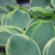 Hosta Earth Angel 38 plants Plantain lily White flowers Zone 3-9 XX
