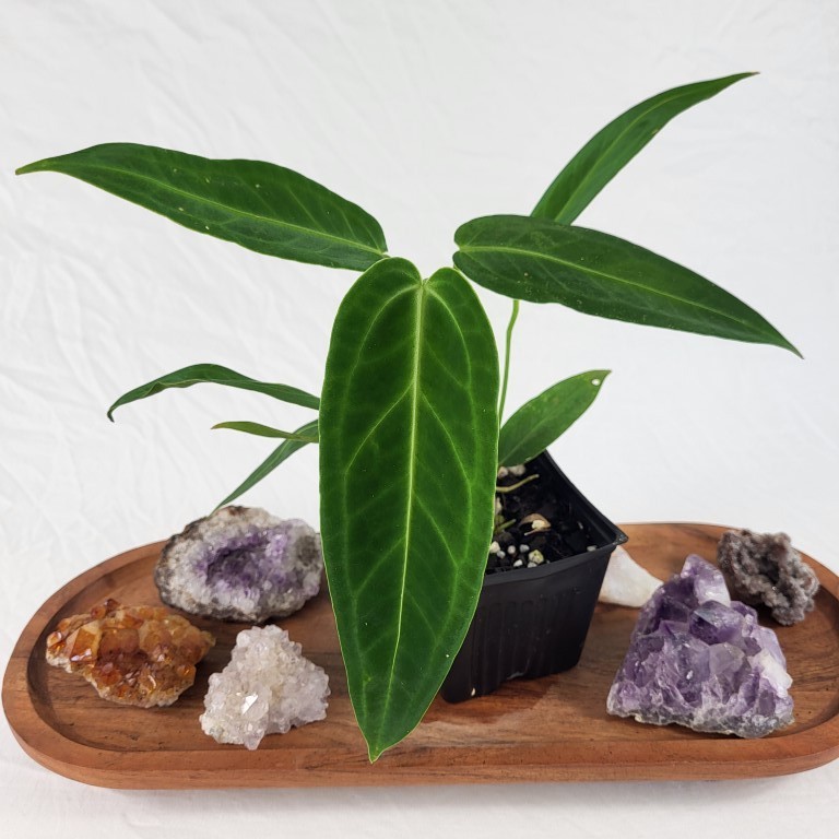 monstera bonsai 🌿 Monstera Bonsai Artificial Plant | 113 cm Height main image 1