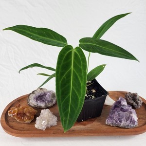 Queen Anthurium | eBay