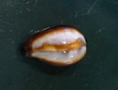 Cypraea ONYX 32 mm F+++/GEM dwarf SIZE  , nice sharp mantle line   WOW!!! 