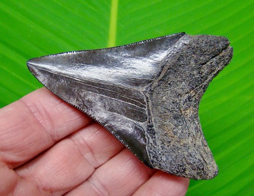 MEGALODON SHARK TOOTH Real Fossil - 3 & 1/4 - NO RESTORATIONS - GEORGIA, USA - Picture 2 of 3