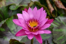 Evelyn Randig Tropical Water Lily / Mature Blooming
