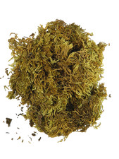 Busta Muschio +/- 60 Gr - Ottima Qualità Erba Pastori Vegetazione Presepe