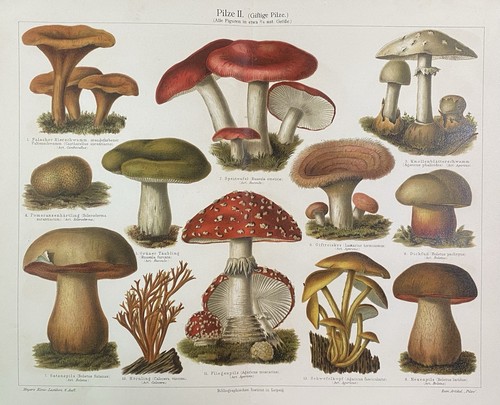 Original graphic Flora: fungi mushrooms fungus chromolithograph around 1900