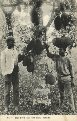 PC JAMAIKA, JACK FRUIT, BAUM MIT FRÜCHTEN, Vintage Postkarte (b29263)