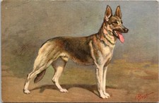 Switzerland Portrait Alsatian Wolfhound Berger Alsatien Vintage Postcard
