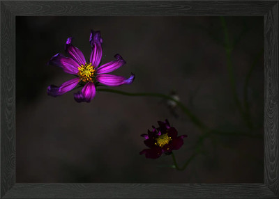 Stimmungsvoller Kosmos Blumen in der Dunkelheit gerahmtes Wandbild Poster Leinwanddruck Bild