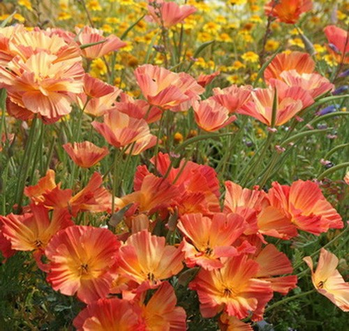 CALIFERIA AMAPOLA BALLERIANA MX (1000 SEMILLAS) Eschscholzia Californica - Imagen 9 de 11