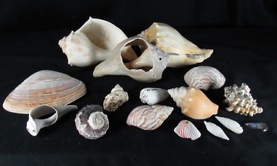 Lot Seashells Conch Clam Snail Assorted 16 Pieces Beach Crafts
