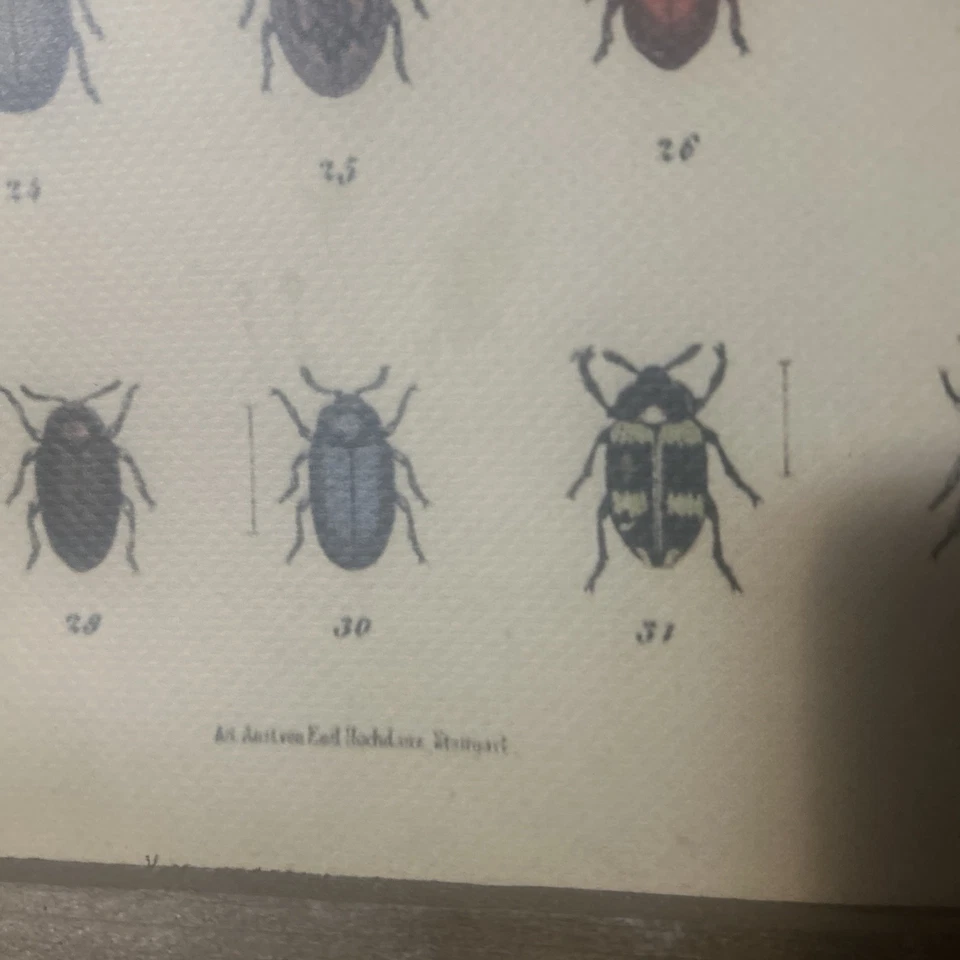 Vintage Wall Decor - Insect ‘scroll’ / Poster Wood Flanked - Image 2 of 4