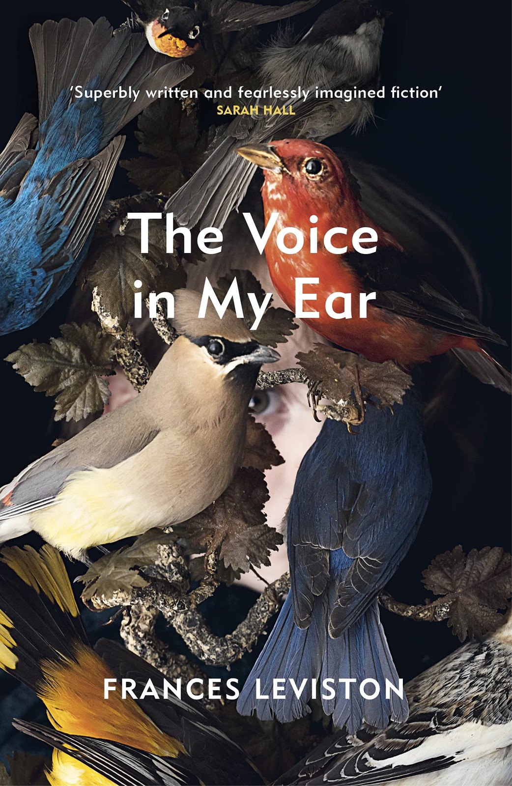 The Voice in My Ear by Frances Leviston (PB 2021) - Image 4
