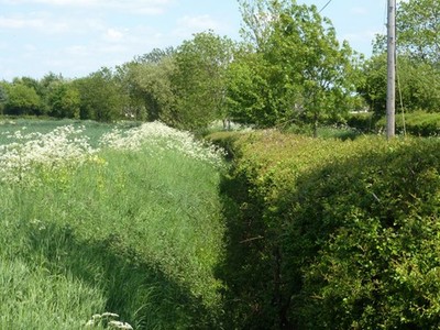 Photo 6x4 Ditch behind hedge near Frenches Green The road is to the right c2013