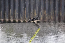 Photo A3 Exeter : The River Exe - Cormorants Birds at Trew's Weir o c2012