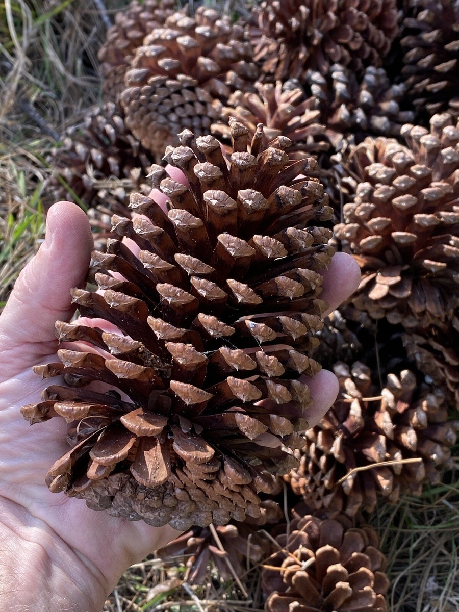 pine 5個 Amazon.com: Nearly Natural 5291 5ft. Mini Cedar Pine Tree (Indoor