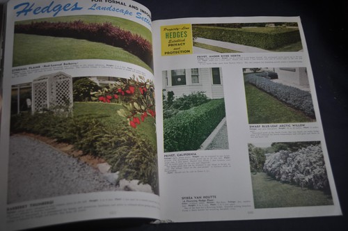 1948 Horticultural Plate Book Quaker Hill, Newark NY - Picture 8 of 12