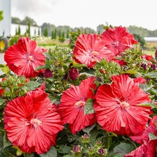 bush hibiscus GARNET GLOBES new flower hardy 2.5" pot =