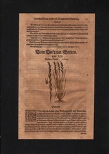 1580 - Erba Di Prato Tedesca Lolium Erbe Erbario Mattioli