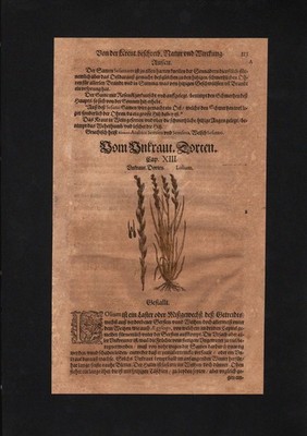 1580 - Deutsches Weidelgras Lolium herbs Herbal Kräuter Kräuterbuch Mattioli