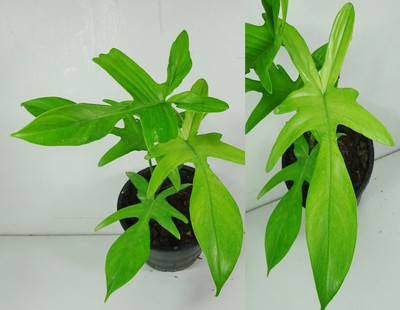 Philodendron Florida Ghost Tropical Indoor House Plant Rare Ebay