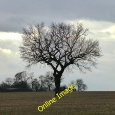 Photo 6x4 Oak in a field Greasley/SK4947 On Beauvale Manor Farm c2013