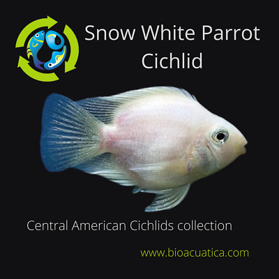 CUTE SNOW WHITE PARROT CICHLID 1/2 INCH HEAD TO TAIL | eBay