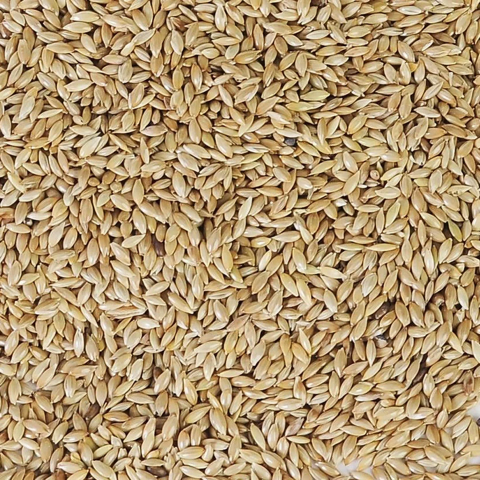 WITTE MOLEN Kanariensaat 3 kg Spitzsamen Glanzsaat Wellensittichfutter Kanarienfutter