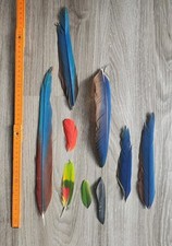 9 x bunte 💙💛💚❤️ Vogelfeder Papageienfeder Feder Papagei basteln mit MAKEL!