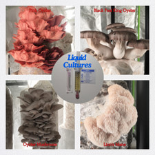 Colture di funghi | colture liquide | Mushroom Liquid Cultures | Gourmet, Glowing